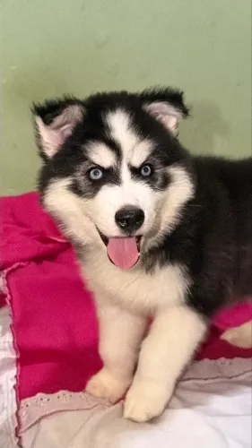Husky Siberiano 