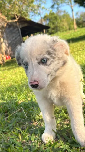 Border collie