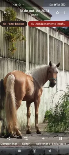 Cavalo Manga Larga 