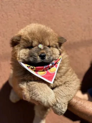Lindos filhotes de chow chow dourado 