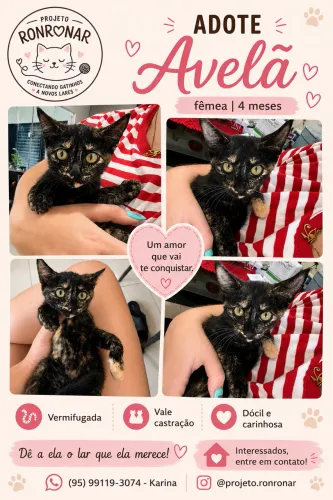 Gatinha fêmea para adoção 
