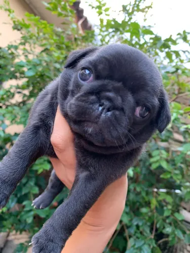 FILHOTE PUG FÊMEA 