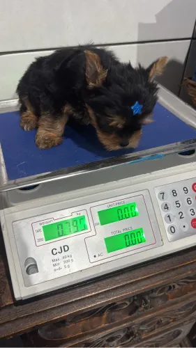 Yorkshire machinho com pedigree