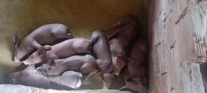 Vende leitão barrão