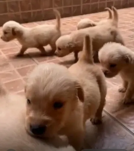 Golden retriever lindo e saudavel 