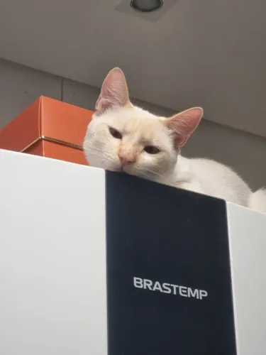 Doa-se filhote de gato