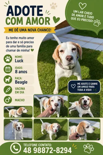 Doa se cachorro Beagle ! 