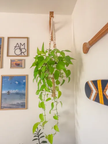 Lindas plantas jibóia neon com suporte macramê e mão francesa