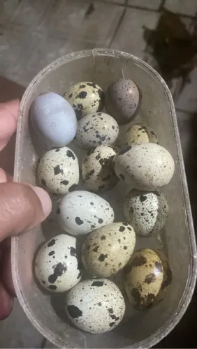 Ovos de codornas galados 1,00 unidade