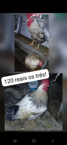 Os três por 120 reais