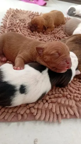 Vendo um cachorro pit bul