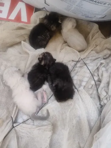 Lindos gatinhos recém nascido