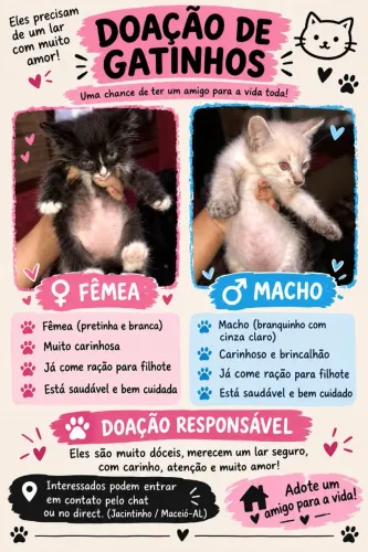 Doação de gato