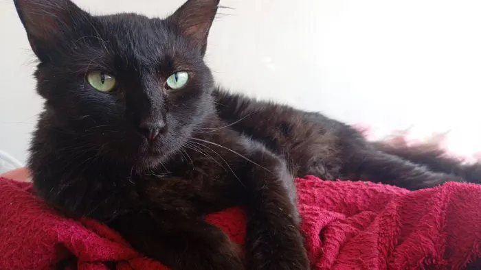 Doação Gato castrado