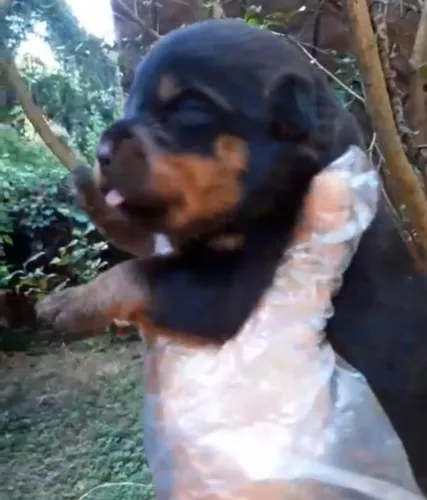 Rottweiler risonhao