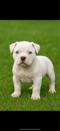 AMERICAN BULLY FILHOTES DE ALTO NÍVEL 