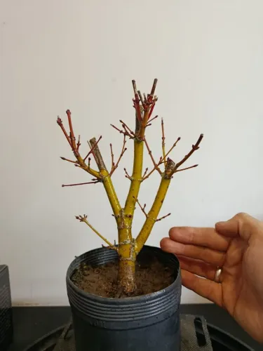 Pré bonsai - Acer Palmatum variedade Bihou