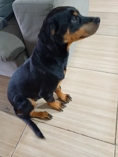Rottweiler pra doar