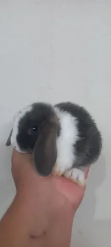 Mini Lop orelhas caídas