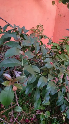 Linda planta ora pro nobis