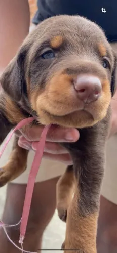 Vende-se filhotes de Doberman