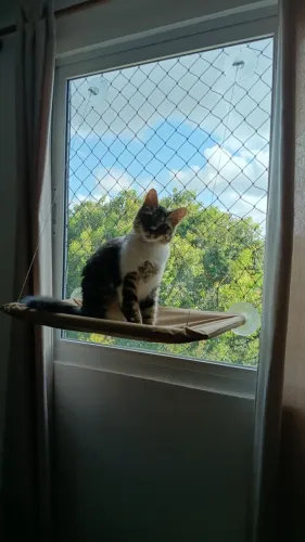 Caminha suspensa para gatos
