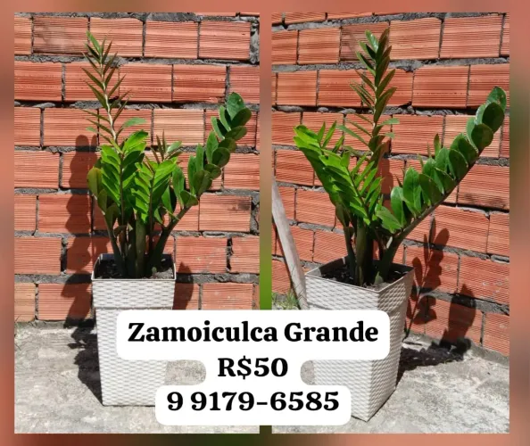 Zamoiculca Grande