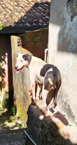 Doa-se cachorro, 1 ano e 6 meses