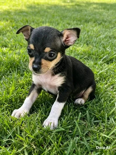 Vendo.lindos pincher
