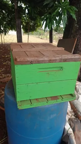 ? Caixas para Abelha Apis completas à venda ?