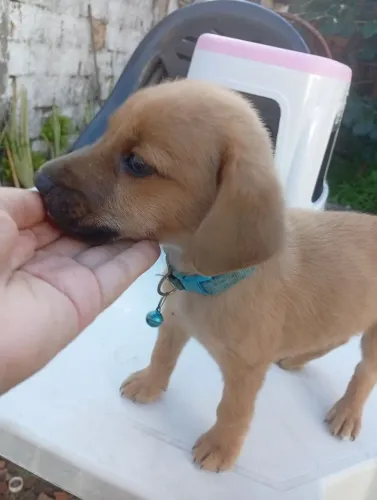 Adoção/Doação filhotes de cachorro
