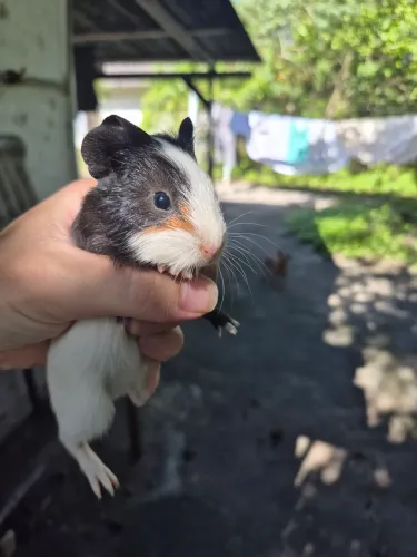 Porquinho da Índia 