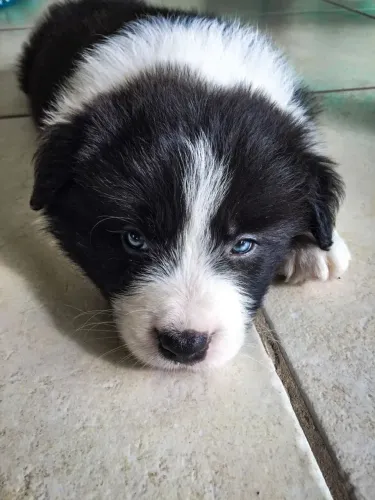 Border Collie - Um Pet Para Quem Gosta Do Melhor