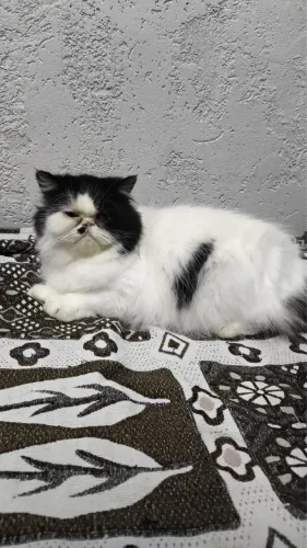 Gato persa