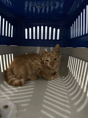 Gatinho Laranja Resgatado