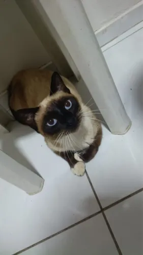 Gata para doação 