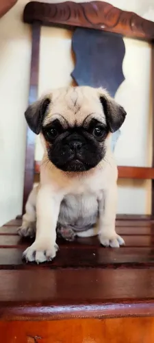 Filhotes de Pug