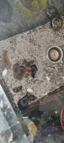 Ratinhos tupolinos?