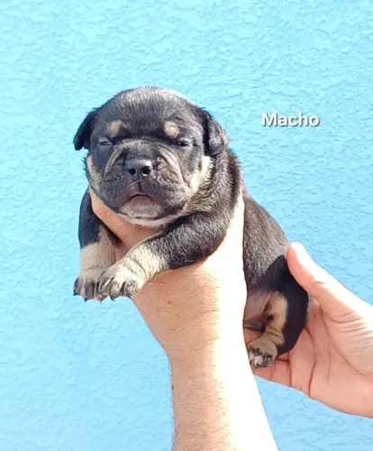 American bully tricolor