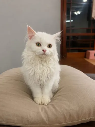 Gato Angora turco fêmea 