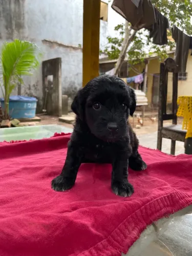 Cachorro filhote