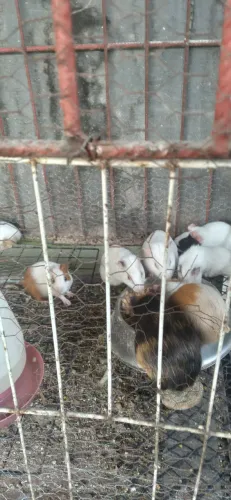 Porquinho da Índia  adultos 