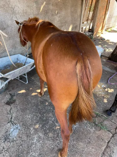 Vendo égua pequena