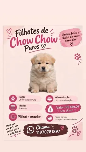 Filhote de Chow Chow