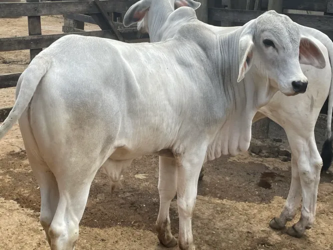 Tourinho Tabapuã