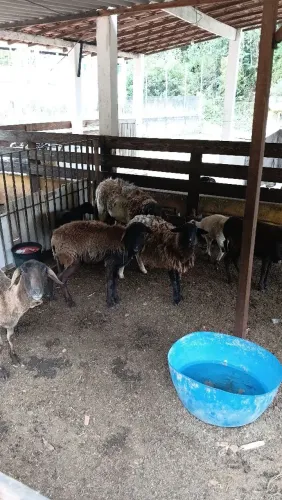 Vendo lote de ovelhas 