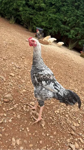 Galos caipiras 
