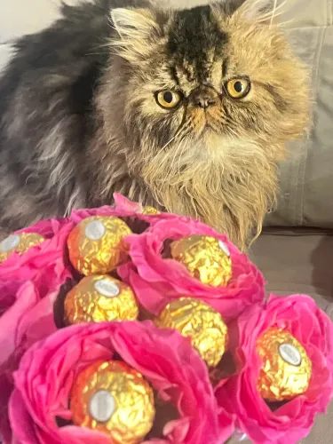 Gato persa