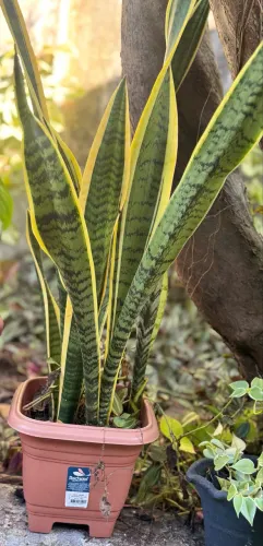 Vendo planta Espada de São Jorge