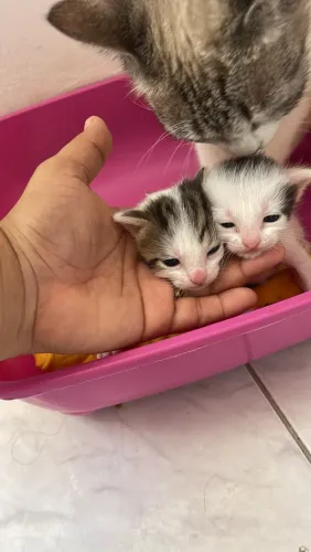 Gatinhos(a) para doação